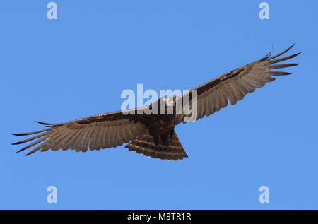 Bruine Slangenarend, Marrone Snake-Eagle, Circaetus cinereus Foto Stock