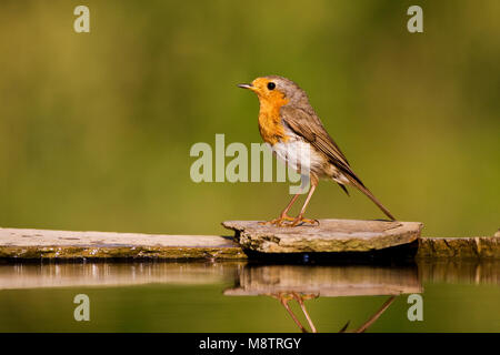 Roodborst bij drinkplaats Europeo di Robin al sito potabile Foto Stock