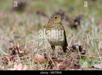 Juveniele Roodborst; capretti Robin europea Foto Stock