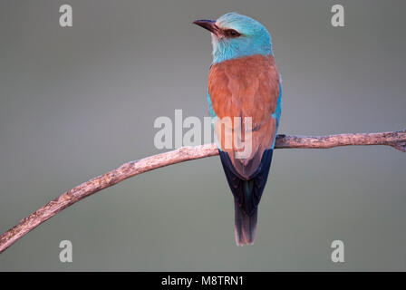 Scharrelaar, rullo europea, Coracias garrulus Foto Stock