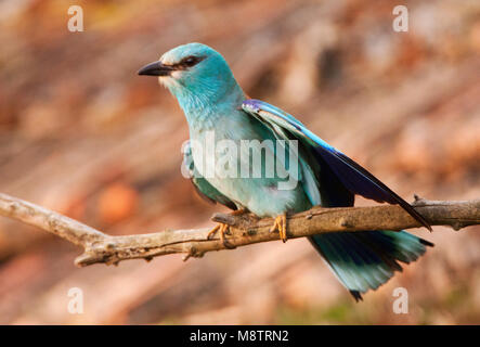 Scharrelaar, rullo europea, Coracias garrulus Foto Stock