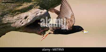 Spreeuw wegvliegend uit nest; Comune Starling battenti da nido Foto Stock