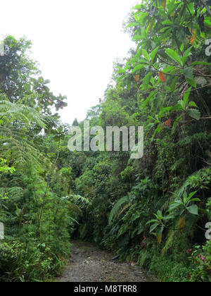 Dettaglio van tropische varens; dettaglio da felci tropicali (Santa Marta montagne, Colombia) Foto Stock