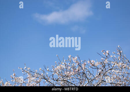 Suggerimenti di rami di mandorle con la prima molla blossom per raggiungere il cielo Foto Stock