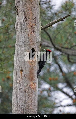 Picchio nero Dryocopus martius maschio a nido per alimentare i giovani, vicino Selles-sur-Loire, Regione centrale, Francia Foto Stock