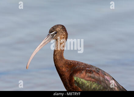 Zwarte Ibis close-up; ibis lucido close up Foto Stock