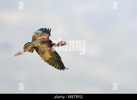 Volwassen Zwarte Ibis in de vlucht; adulto ibis lucido in volo Foto Stock