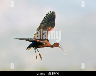 Volwassen Zwarte Ibis in de vlucht; adulto ibis lucido in volo Foto Stock