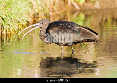 Verdwaalde Zwarte Ibis in Hollandse sloot; Vagrant ibis lucido in til Paesi Bassi Foto Stock