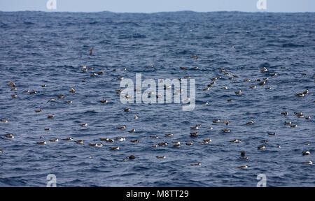 Grote Pijlstormvogel groep zittend op het acqua; grande gruppo Shearwater seduto sull'acqua Foto Stock