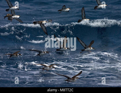 Grote Pijlstormvogel groep vliegend; grande gruppo Shearwater battenti Foto Stock