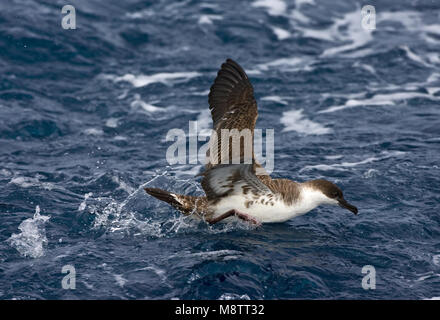 Grote Pijlstormvogel op volle zee; grande Shearwater fuori in mare Foto Stock