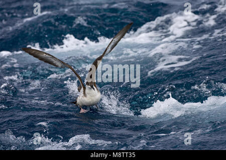 Grote Pijlstormvogel op volle zee; grande Shearwater fuori in mare Foto Stock