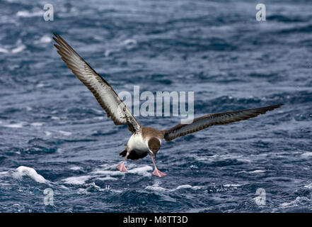 Grote Pijlstormvogel op volle zee; grande Shearwater fuori in mare Foto Stock