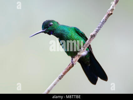 In Groenkruinbrilliantkolibrie zit; verde-incoronato arroccato brillante Foto Stock