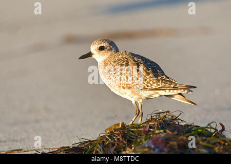 Zilverplevier, Grigio Plover Foto Stock