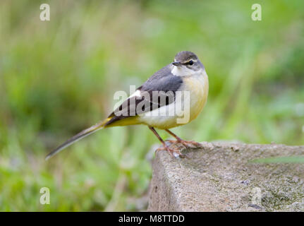 Onvolwassen Grote Gele Kwikstaart; immaturo Wagtail grigio Foto Stock