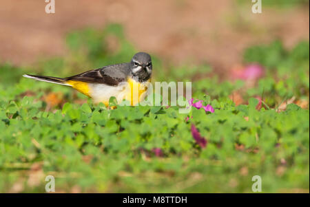 Grote Gele Kwikstaart lopend op grasveld, Grigio Wagtail camminando su un prato Foto Stock