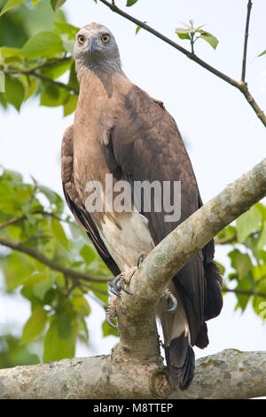 Grote Rivierarend op uitkijk op tak; a testa grigia pesce-eagle sul look out Foto Stock