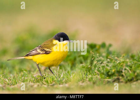 Noordse Gele Kwikstaart; a testa grigia Wagtail; Motacilla thunbergi Foto Stock