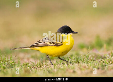 Noordse Gele Kwikstaart; a testa grigia Wagtail; Motacilla thunbergi Foto Stock