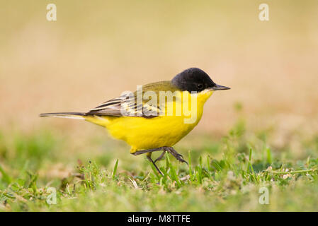 Noordse Gele Kwikstaart; a testa grigia Wagtail; Motacilla thunbergi Foto Stock