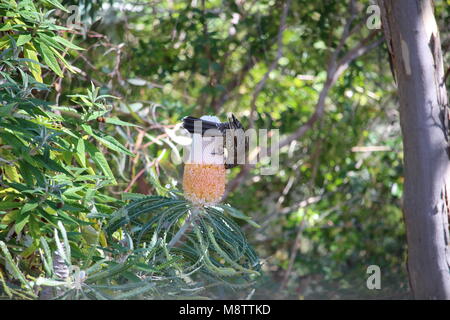 Poco Wattlebird (Anthochaera chrysoptera) nettare alimentazione su Acorn Banksia , Banksia prionotes, Sud Australia Foto Stock