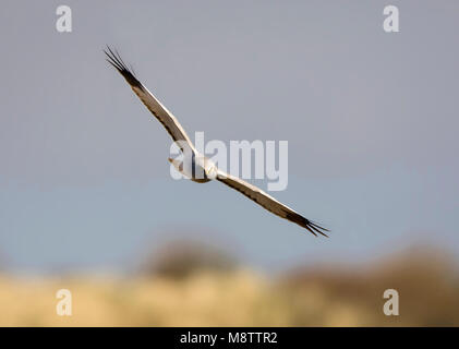 Blauwe Kiekendief, Albanella reale, Circus cyaneus Foto Stock