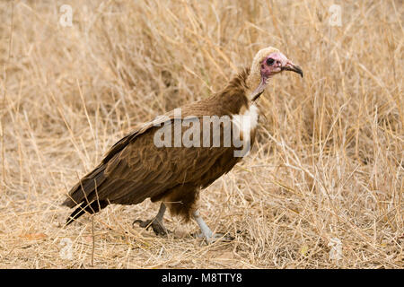 Kapgier, incappucciati avvoltoio, Necrosyrtes monachus Foto Stock