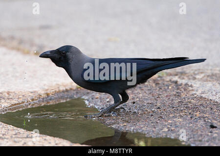 Huiskraai drinkend uit plas in Ofira park Ellat; House Crow bevendo in Ofira park Eilat Foto Stock