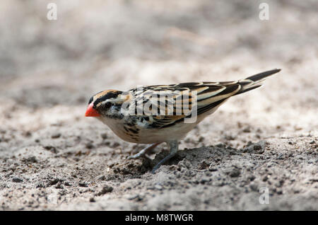 Dominicanerwida, Pin-tailed Vedova orientale del, Vidua macroura Foto Stock