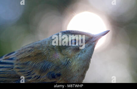 Rietzanger; Sedge trillo (Acrocephalus schoenobaenus) Foto Stock