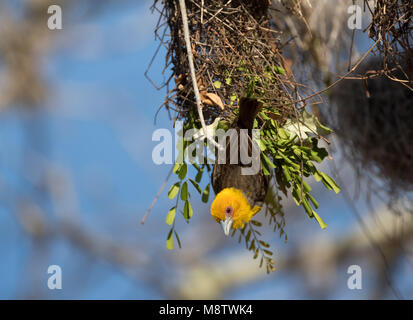 Uomo Nestbouwende Sakalavawever; Nestbuilding maschio tessitore Sakalava (Ploceus sakalava) Foto Stock