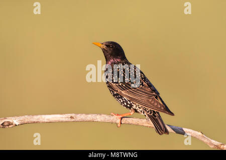 Spreeuw zittend op een tak; Comune Starling seduto su un ramo Foto Stock