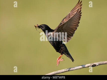 Opvliegende Spreeuw incontrato prooien naar zijn nido; Starling volare con la preda per il suo nido Foto Stock