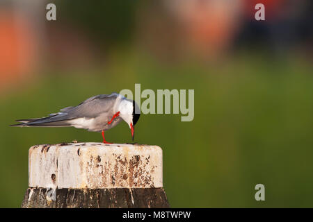 Visdief, comune Tern, Sterna hirundo Foto Stock