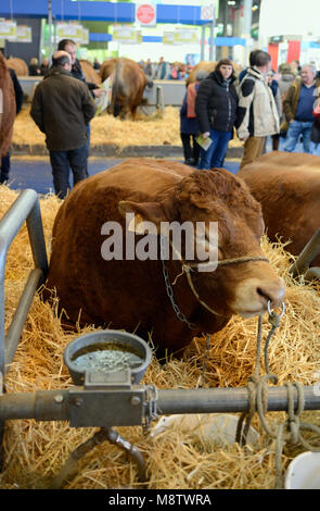 Limousin i bovini e i visitatori a Parigi Fiera agricola internazionale, o Salon International de l'Agriculture, Parisn Francia Foto Stock