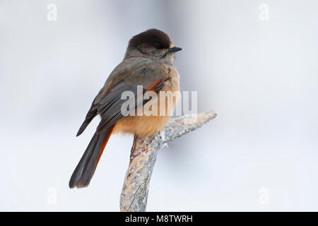 Taigagaai zittend op een besneeuwde tak; Siberian Jay arroccato su una coperta di neve il ramo Foto Stock