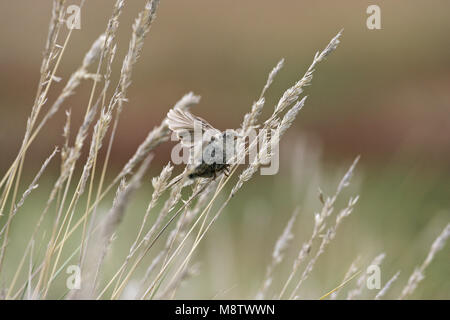 Sedge wren Cistothorus platensis appollaiato sulle erbe Isole Falkland Foto Stock