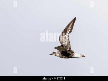 Vliegende Zilverplevier; grigio Plover (Pluvialis squatarola) in volo Foto Stock