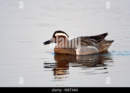 Zomertaling, Marzaiola, Anas querquedula Foto Stock