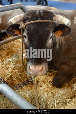Bazadaise bovini da carne di bovini penne o animale stalle al Paris Fiera agricola internazionale aka Salon International de l'Agriculture Foto Stock
