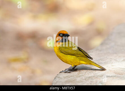 Zwartnekwever, nera Malimbo a testa, Ploceus nigricollis brachypterus Foto Stock