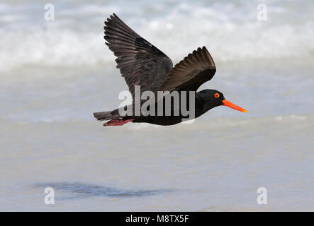 Afrikaanse Zwarte Scholekster; nero africano (Oystercatcher Haematopus moquini) Foto Stock