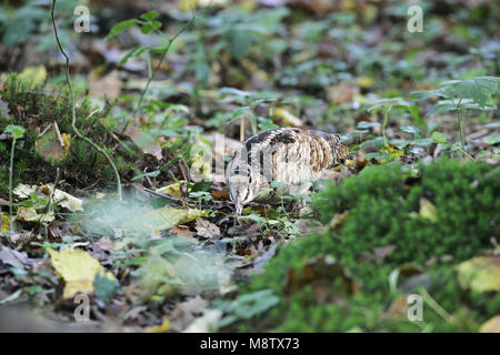 Beccaccia Scolopax rusticola domande di indagine per alimenti Foto Stock