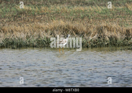 Maggiore yellowlegs Tringa melanoleuca sul bordo del lago di chiamata Foto Stock