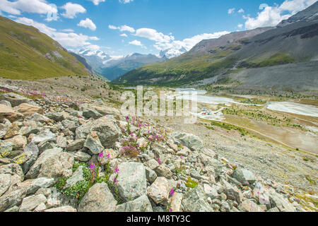 Fiume glaciale correndo giù per la valle verso Zermatt città. Fiori alpini disseminati di rocce e massi. Cime innevate a distanza. Foto Stock