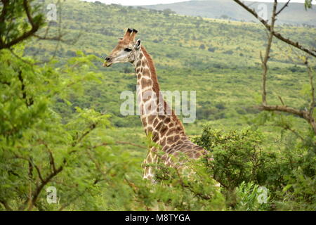 Giraffa. È bellissimo e ha una capacità naturale di torre al di sopra della maggior parte degli alberi. Foto Stock