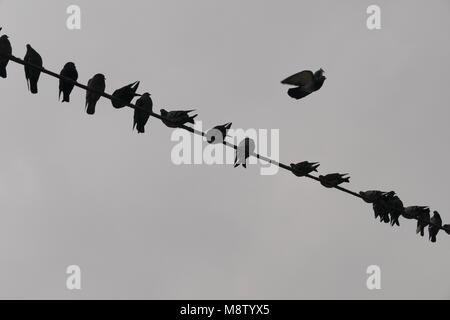 Silhouette piccioni appollaiato sul filo cielo opaco Foto Stock