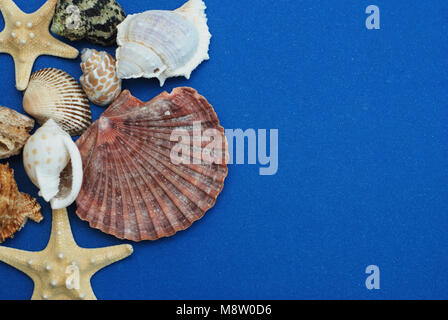 Guscio di capesante e Starfish su fondo blu intenso. Vista ravvicinata. Estate e concetto di Holliday. Foto Stock